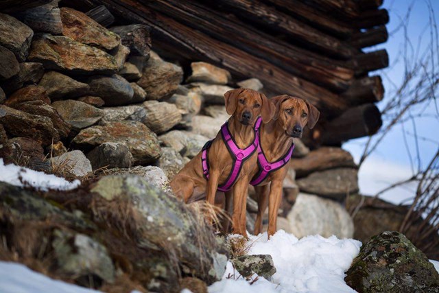 Anny-X Fun Hundsele Svart/Rosa