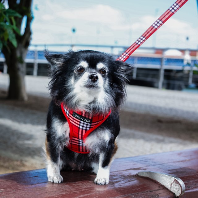 Red & White Plaid - Hundsele