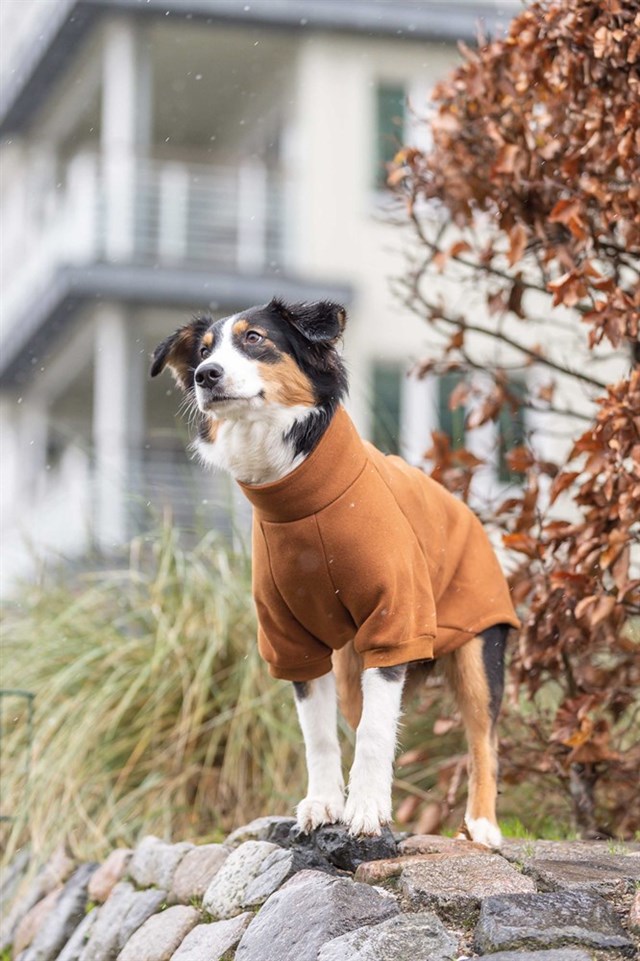 CityStyle Amsterdam Sweatshirt Hundtröja - Rostbrun