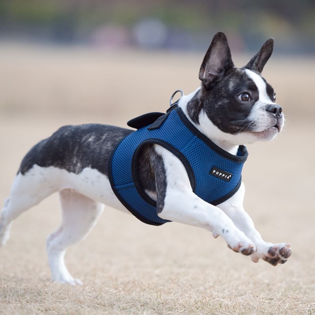 SOFT VEST Royal Blue - Hundsele Med Svarta Kanter