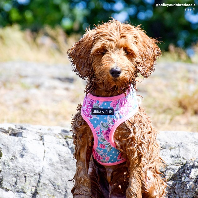 Vintage Rose Floral Hundsele