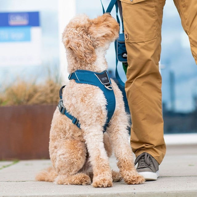 Comfort Walk Pro 3.0 Harness - Ocean Blue