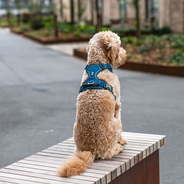 Comfort Walk Pro 3.0 Harness - Ocean Blue