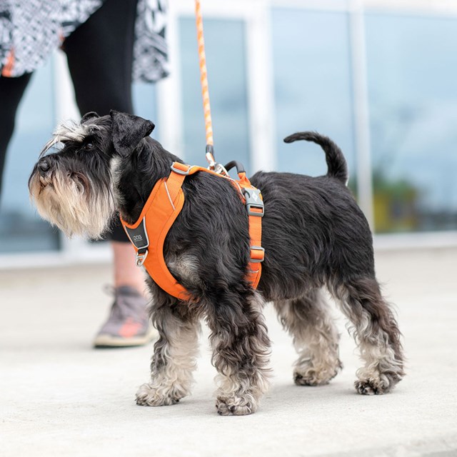 Comfort Walk Pro 3.0 Harness - Orange Sun