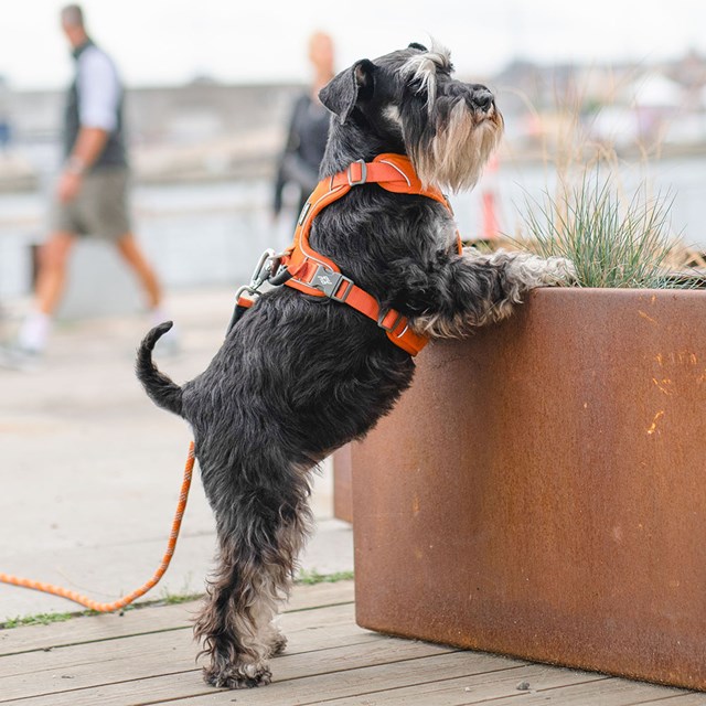 Comfort Walk Pro 3.0 Harness - Orange Sun