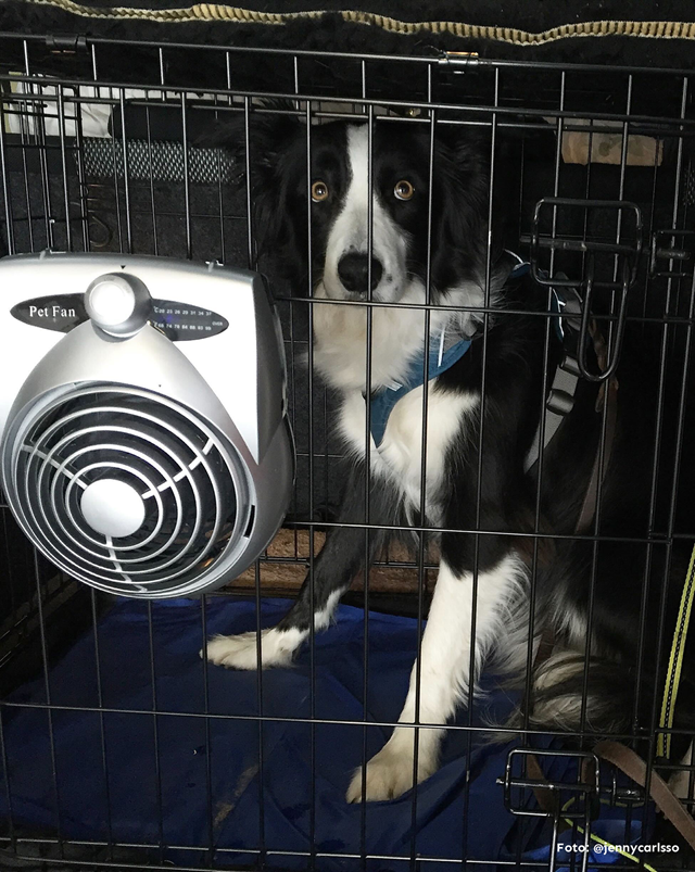 Crate Fan - Burfläkt