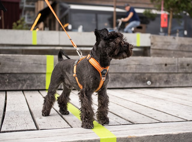 Comfort Walk Air Harness Ny 2020 - SVART