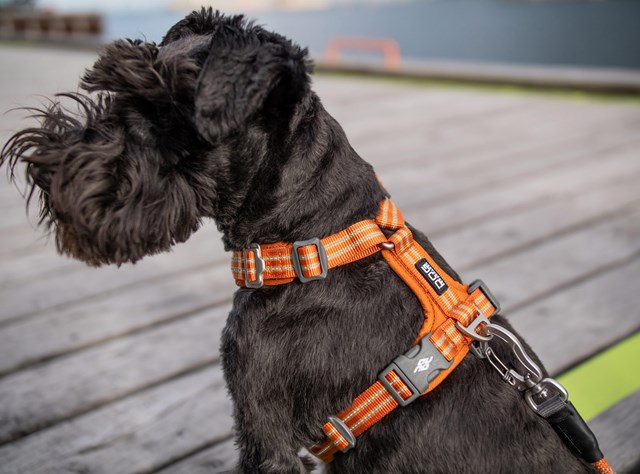 COMFORT WALK AIR HARNESS NY 2020 - ORANGE SUN