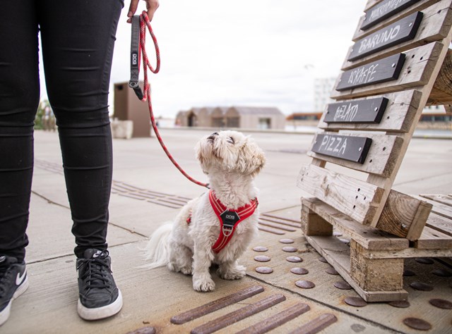 COMFORT WALK AIR HARNESS NY 2020 - Classic Red