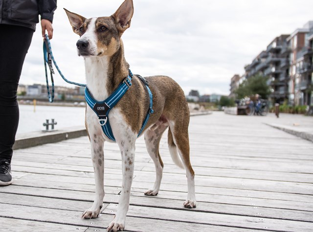 Comfort Walk Air Harness Ny 2020 - SVART