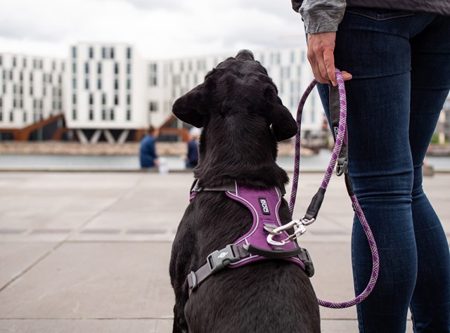 Comfort Walk Pro Harness Ny 2020 - Purple Passion