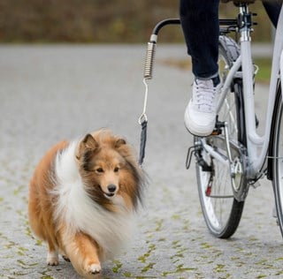 Cykelset L-form - För Små Till Medelstora Hundar