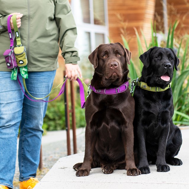 Urban Trail Leash Hundkoppel 3.0 - Purple Passion