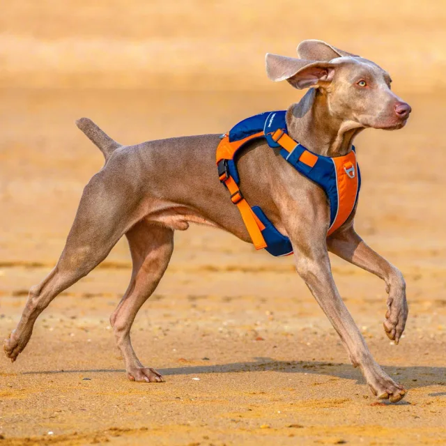 Safe-Walk Backpack Harness - Orange