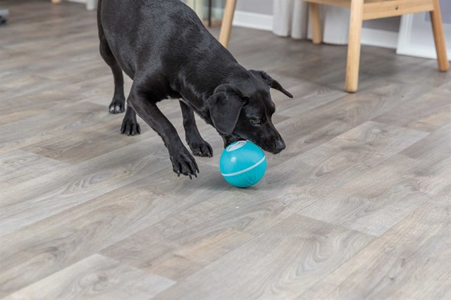 Snacksboll - Blå