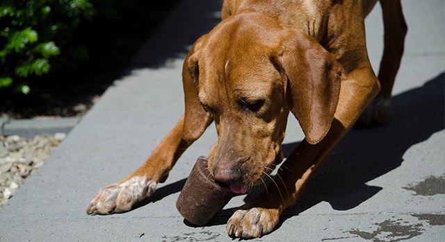 Så gör du din egen hundglass!