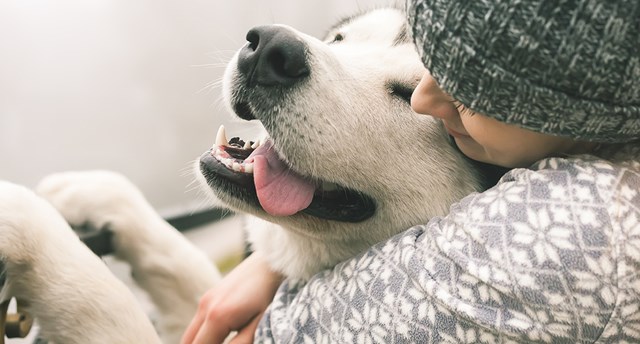 Hur du gör din hund glad och lycklig!
