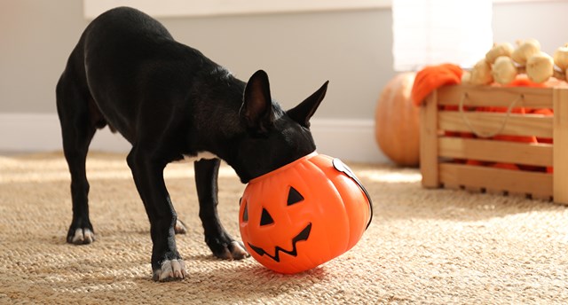 En hundsäker halloween