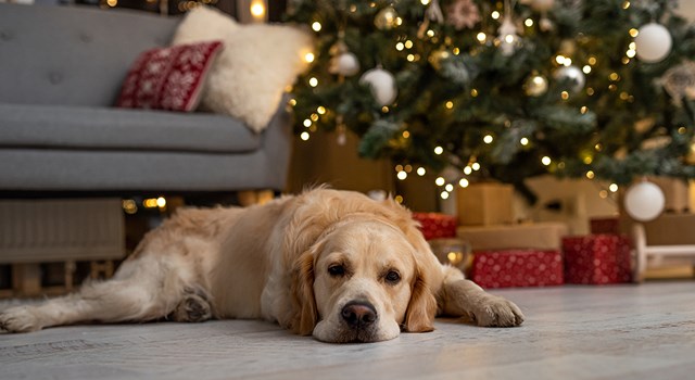 Julens faror för hunden