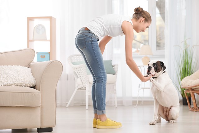 Aktivera din hund inomhus