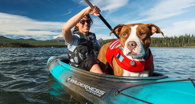Varför din hund behöver en flytväst