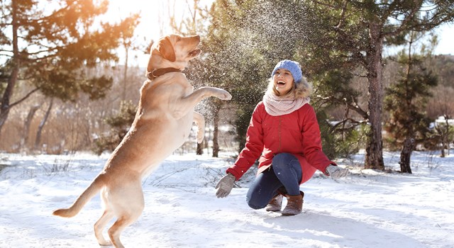 Viktiga tips till hundägare under vintern