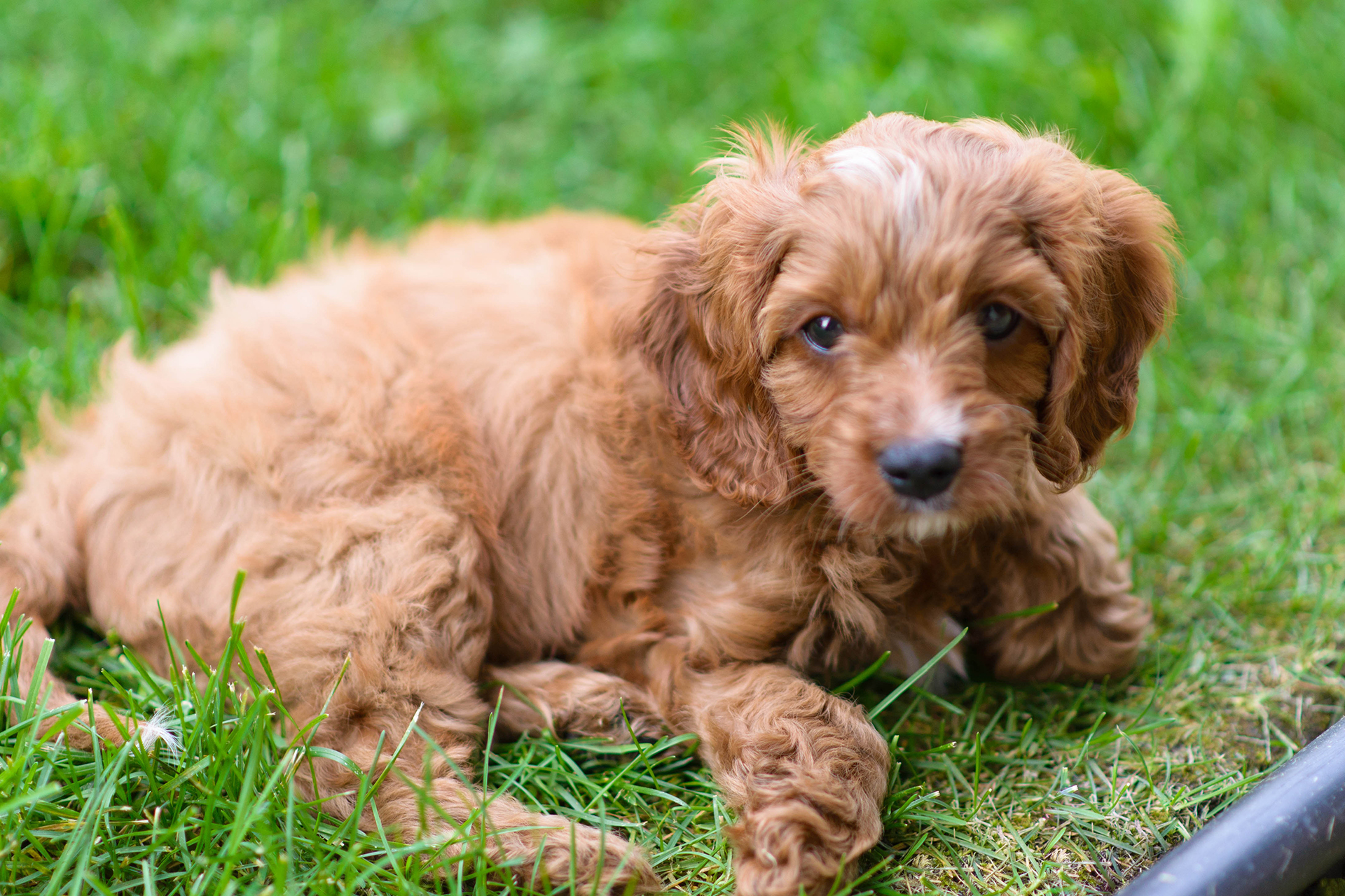 Cavapoo Doggie.se