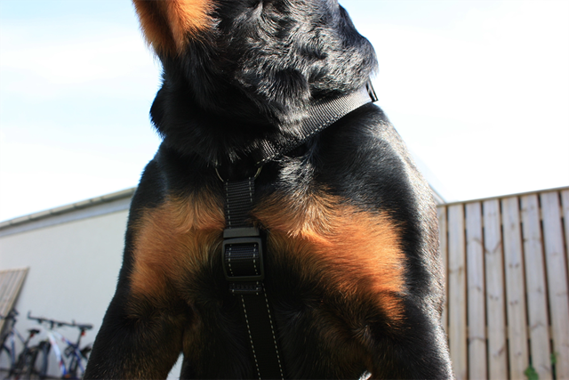 Dogman Hundsele Iris - Svart