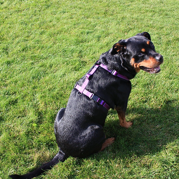 Dogman Hundsele Iris - Svart