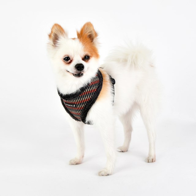 ELLIOTT Grey - Fodrad Hundsele
