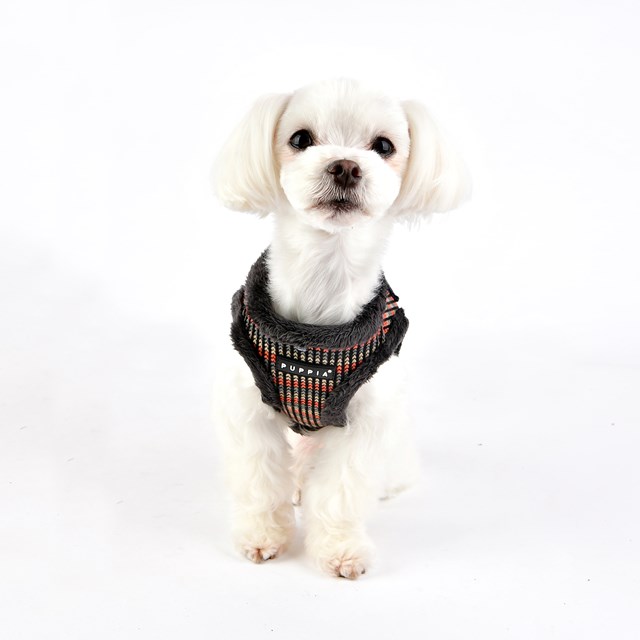 Elliott Grey - Fodrad Hundsele
