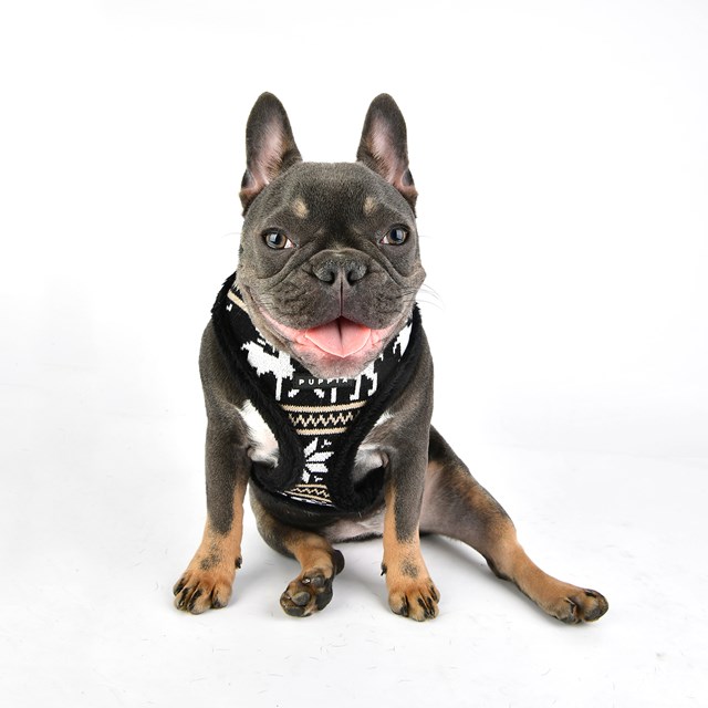 PRANCER Black - Fodrad Hundsele