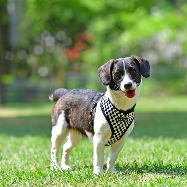 Grand Prix Black - Hundsele Medium