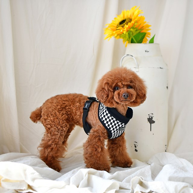 Grand Prix Black - Hundsele Medium