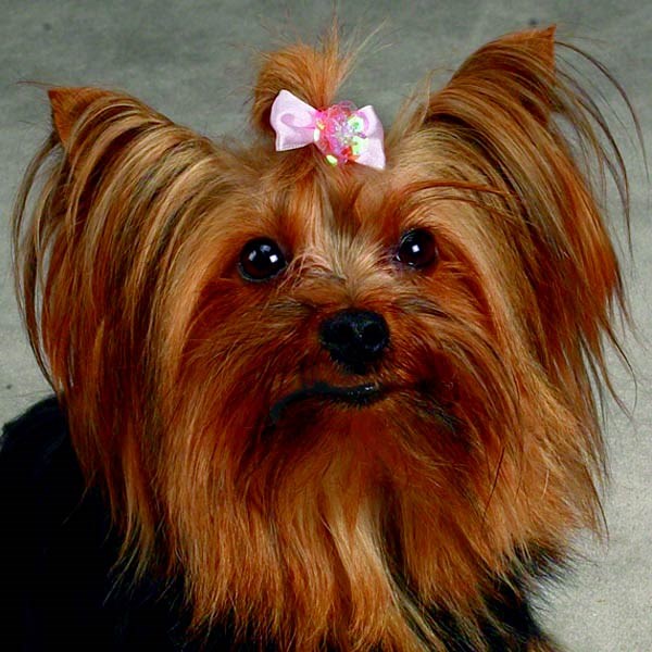 Pixie Bow
