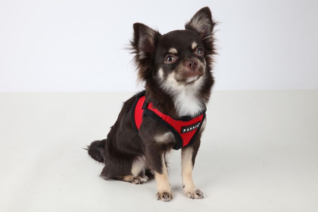 SOFT VEST Red - Hundsele