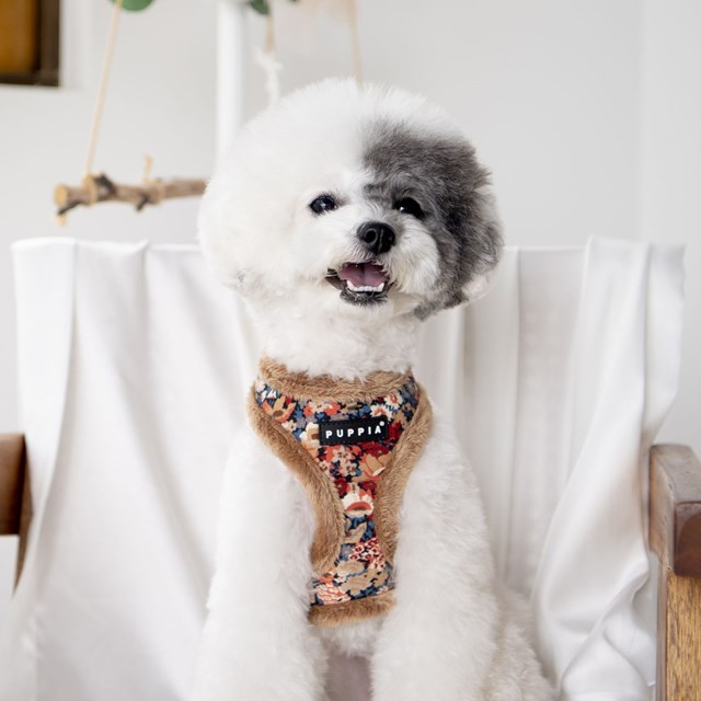 Gianni Beige - Hundsele