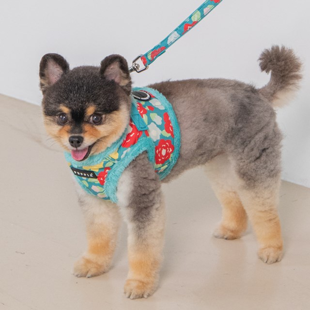 Alyssa Aqua - Fodrad Hundsele