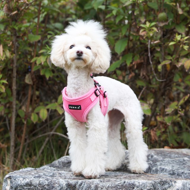 SOFT PINK - STEP-IN HUNDSELE