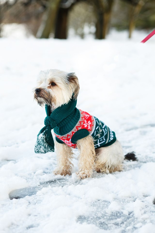 Green Fair Isle Vintage - Stickad Hundtröja
