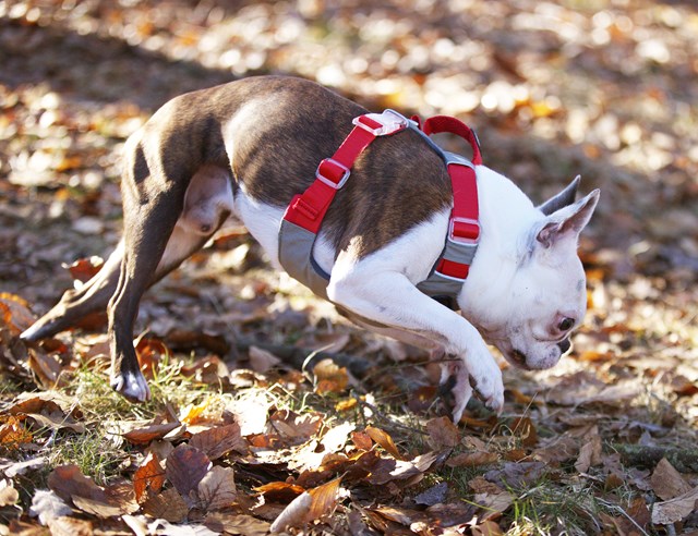 Safe-Walk Comfort Harness - Röd