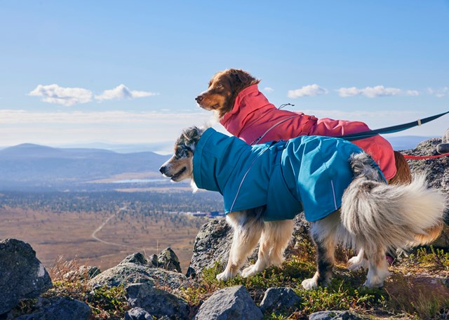 Hurtta Expedition Parka II Vintertäcke - Ocean