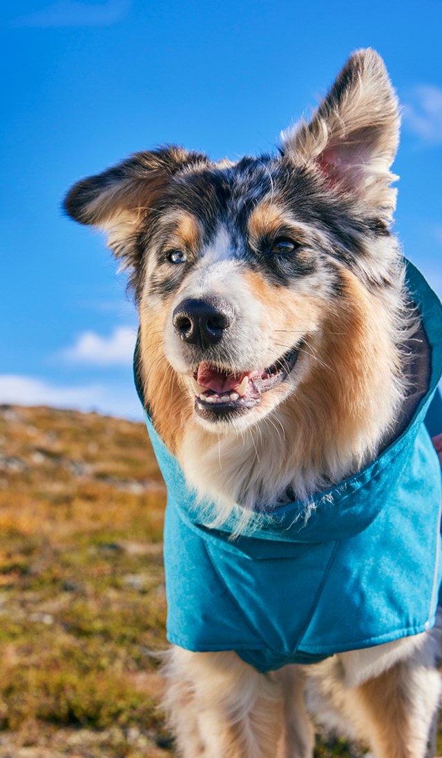 Hurtta Expedition Parka II Vintertäcke - Ocean