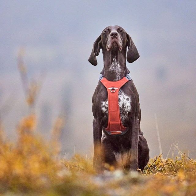 Hurtta Rover Hundsele - Cinnamon