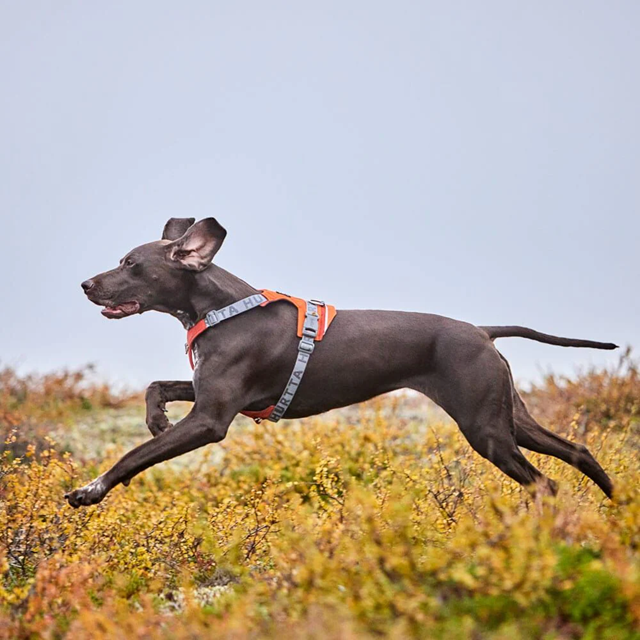 Hurtta Rover Hundsele - Cinnamon