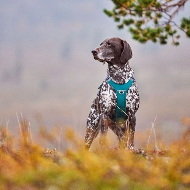 Hurtta Rover Hundsele - Peacock