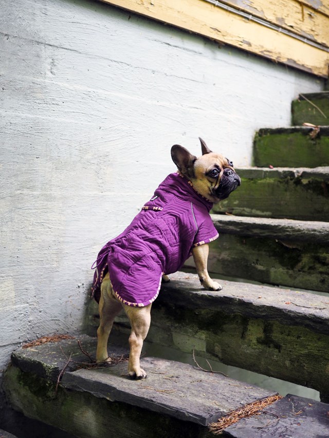 Casual Quiltad Hundjacka Ljung
