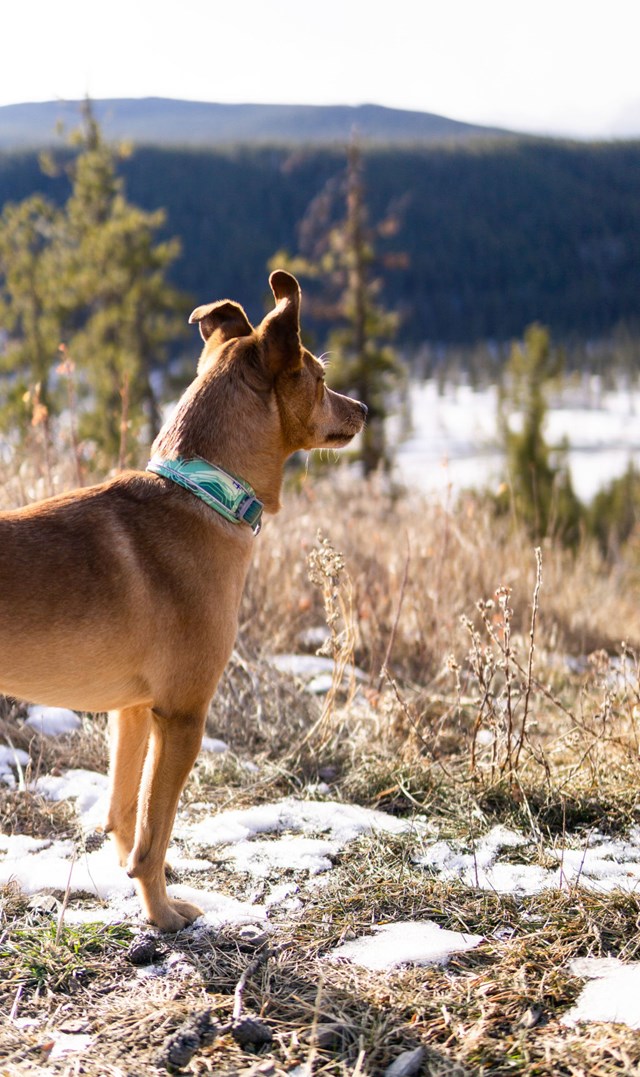 Hurtta Weekend Warrior Halsband Park Camo