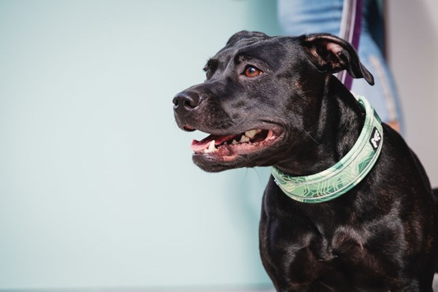 Hurtta Weekend Warrior Halsband Park Camo