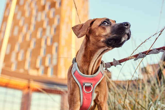 Hurtta VENTURE NO-PULL hundsele - Aska
